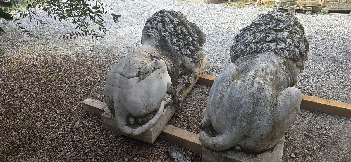 Maestosa Coppia Monumentale di Leoni in Marmo di Carrara-photo-4