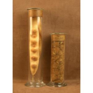 2 Glass Tubes Containing Plants, A Herbarium For A Cabinet Of Curiosities 