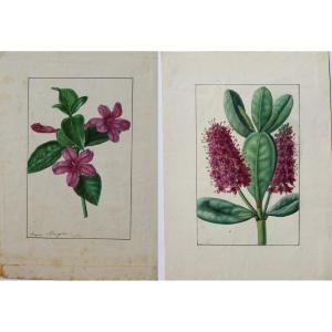 Annica Bricogne 2 Original Watercolors Botany XIXth C. Horticulture