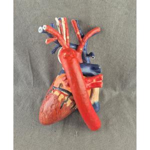 Dr Louis Auzoux - Human Heart.  Removable Anatomical Model (clastic Anatomy) Perfect Condition