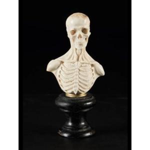Bust Of A Flayed Man Skull