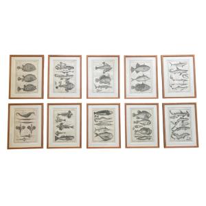 Series Of Natural History Plates - Fish - 1788