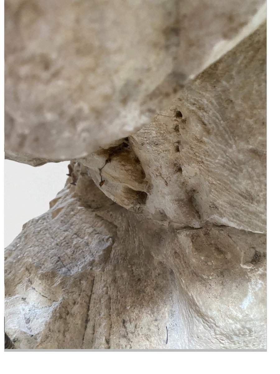 SCULTURA FRAMMENTO RAFFIGURANTE AQUILA IN MARMO-photo-5