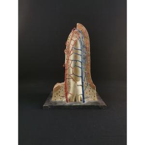 Modele Anatomique Docteur Auzoux XXe