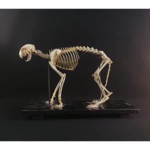 Cat Skeleton By N Boubee