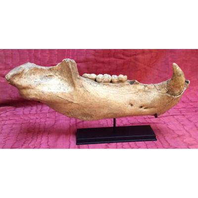 Cave Bear Jaw