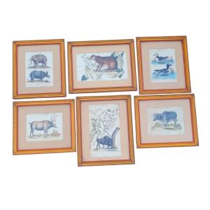 Suite Of 6 Framed Animal Engravings, 19th Century