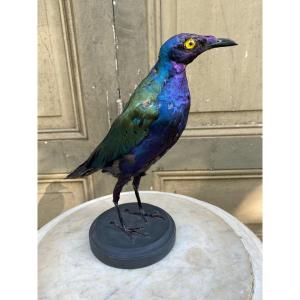 Naturalized Bird 20th Century