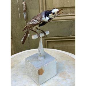 Naturalized Bird Taxidermy 19th Century