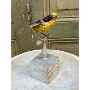 Naturalized Bird Taxidermy 19th Century