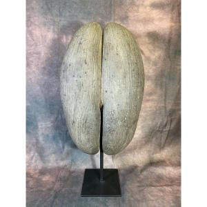 Large Coco Butt Sea Coconut From Seychelles