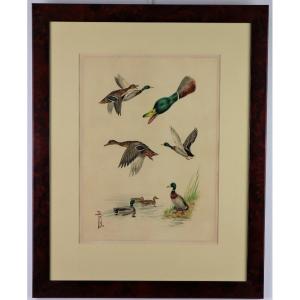 Riab Boris, Study Of Mallard Ducks, Signed Watercolor