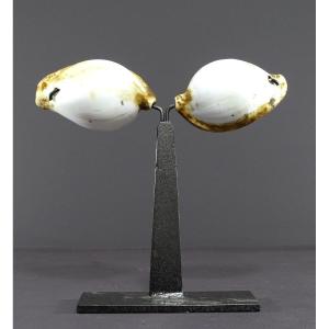 Melanesia, First Half Of The Twentieth Century, Pair Of Ancient Shells Used As Currency
