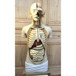 Curiosa : Anatomical Flayed Figure In Papier-mâché And Plaster, Germany, 1920
