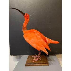 Scarlet Ibis