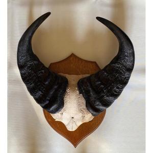 Buffalo Massacre