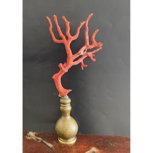 Mediterranean Red Coral