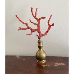 Mediterranean Red Coral