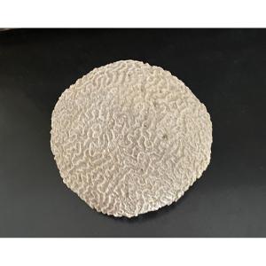 White Coral, Cabinet Of Curiosities