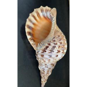 Shell, Conch Giant Triton , Object Of Curiosity