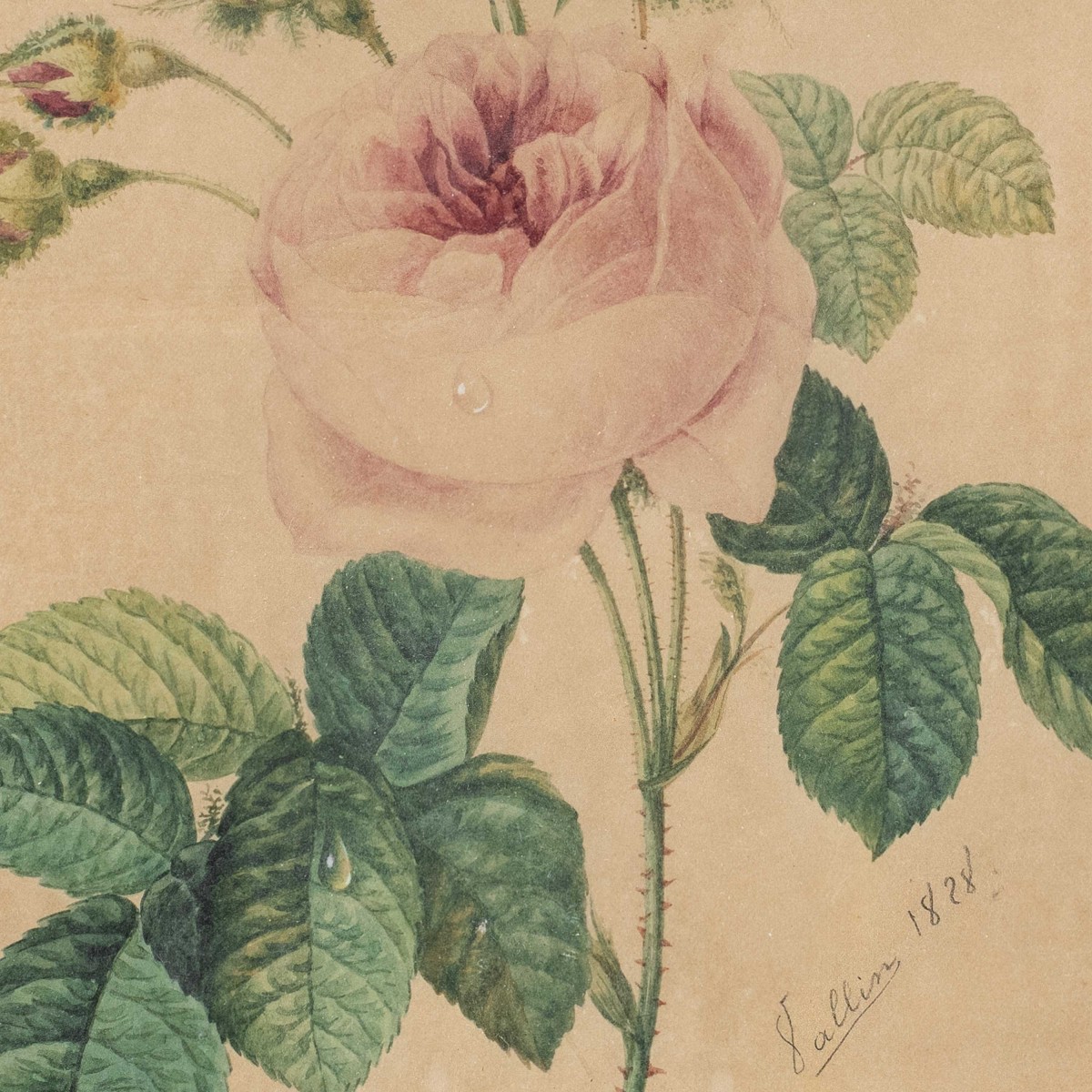 Disegnatore europeo (datato 1828) - La rosa.-photo-2