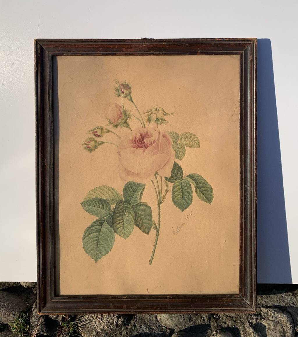 Disegnatore europeo (datato 1828) - La rosa.-photo-4