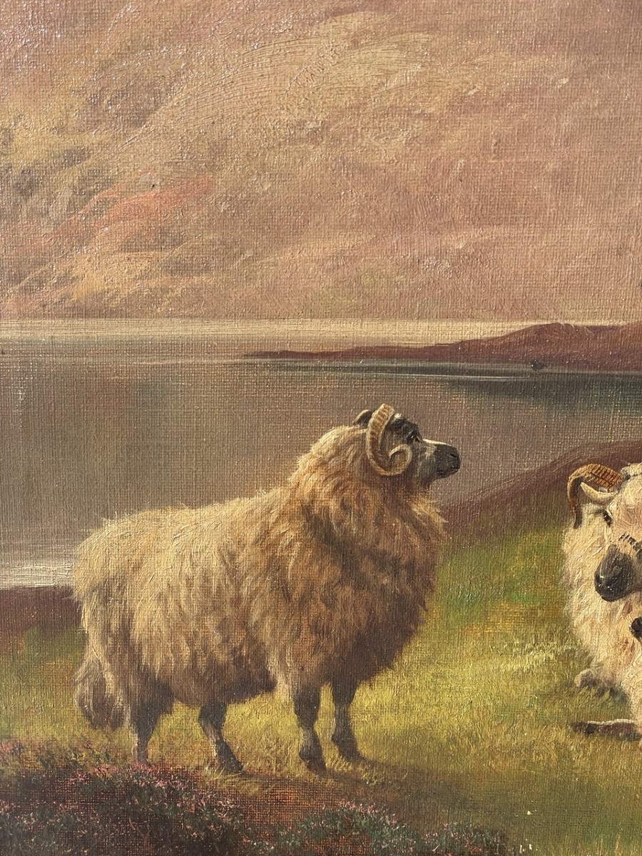 Henry Robinson Hall (York 1859 - Barrow-in-Furness 1927) - Famiglia di ovini nelle Highlands.-photo-2