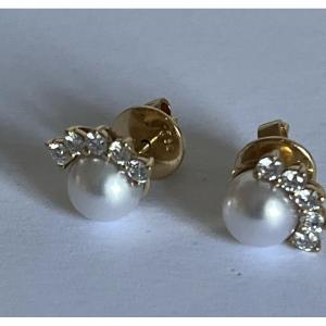7261 - Yellow Gold Akoya Pearl Earrings
