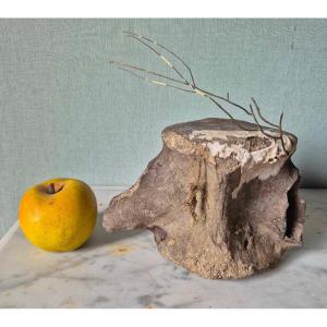 Large Fossil Vertebra With Gorgon
