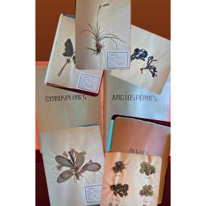 Herbarium Of 1939 - 95 Botanical Plates - Normandy 