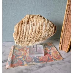 Fossilized Pleistocene Mammoth Molar From France 