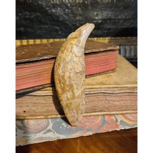 Canine Tooth Of A Pleistocene Cave Bear From France - Formerly In A Doctor's Collection 