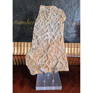 Fossil Block Of Starfish - French Paleontology 