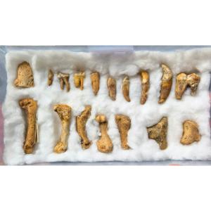 Cave Bear - Fossil Teeth And Metacarpals 