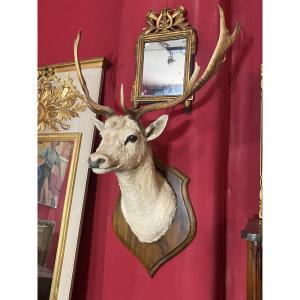 Large Hunting Trophy Taxidermied Deer Head
