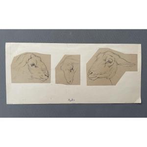 Sheep Heads, Drawing Attributed To Ferdinand Oger