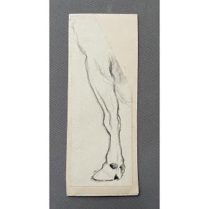 Cow's Hoof, Drawing Attributed To Ferdinand Oger 