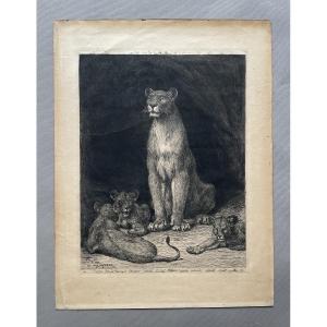 Evert Van Muyden, Lioness With Three Cubs, Signed And Dedicated Engraving