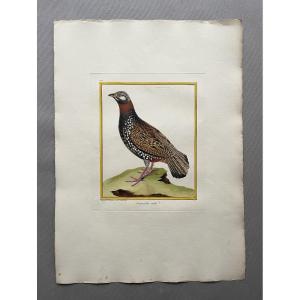 Male Francolin, Engraving By Martinet, Vintage Print
