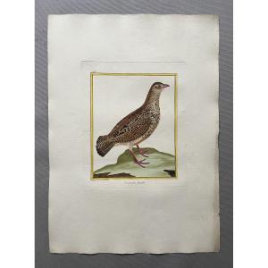 Female Francolin, Engraving By Martinet, Vintage Print