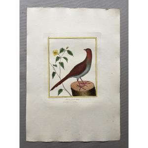 Pheasant Of Guiana, Engraving By Martinet, Vintage Print