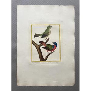 Louisiana Greenfinches, Engraving By Martinet, Vintage Print