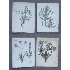 Botany, Four Engravings, 18th Century