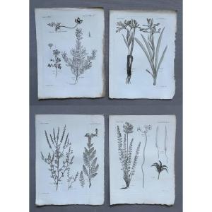 Botany, Four Engravings, 18th Century