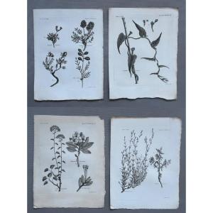 Botany, Four Engravings, 18th Century