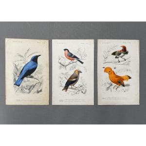 Natural History, Birds, Three Hand-painted Lithographs