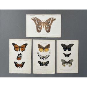 Natural History, Butterflies, Four Watercolor Lithographs