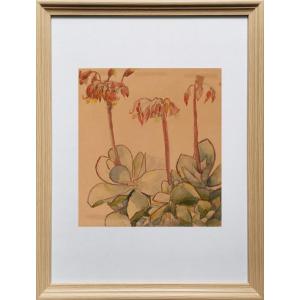Henri-edmond Cross, Study Of A Succulent In Bloom, Watercolor Signed With The Studio Stamp