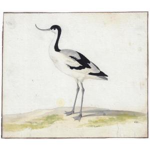 Pieter Holsteyn II (haarlem C. 1614 – 1673 Amsterdam) Study Of An Avocet