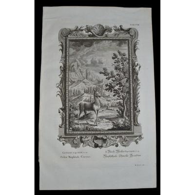 Johann Jakob SCHEUCHZER (1672-1733) " Physica Sacra " 1732